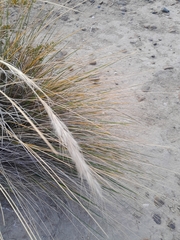Pappostipa speciosa, photograph author not stated, no rights reserved