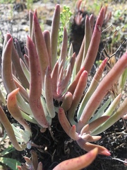 Dudleya attenuata