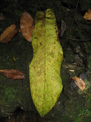 Tetrathylacium macrophyllum
