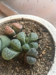 Lithops