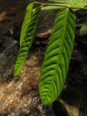 Tetrathylacium macrophyllum