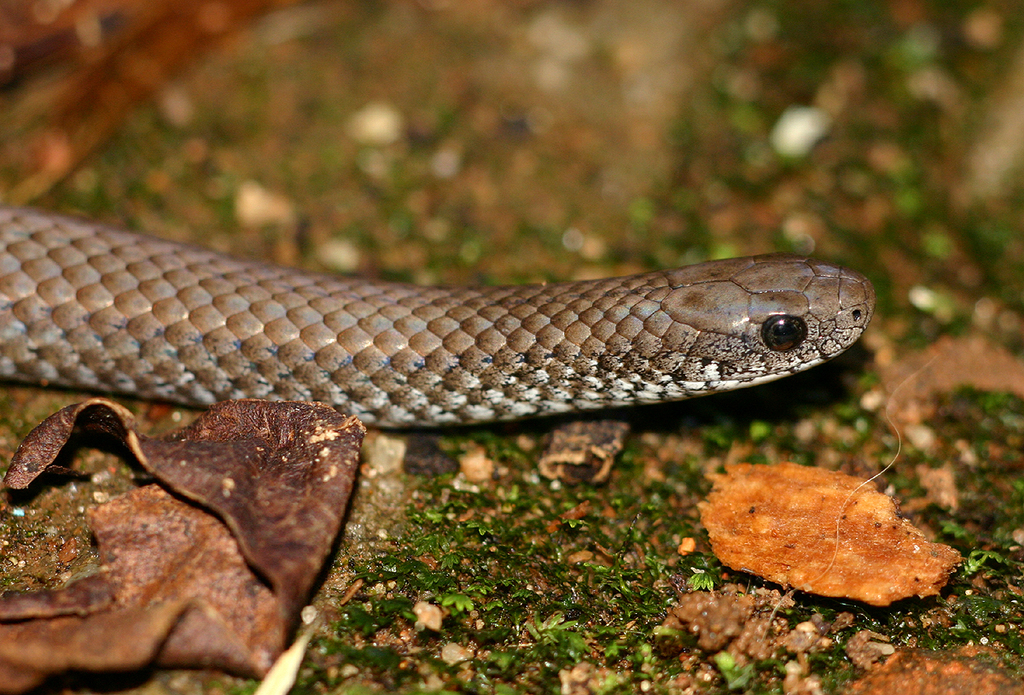 Zimbabwean Slug Eater
