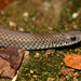 Zimbabwean Slug-Eater - Photo (c) Bart Wursten, some rights reserved (CC BY-NC), uploaded by Bart Wursten