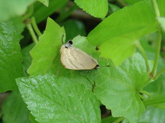 Rapala varuna formosana