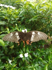 Papilio polytes
