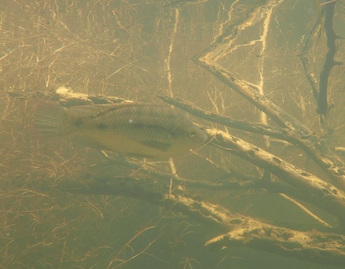 Mozambique Tilapia