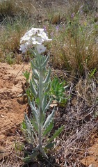 Dimorphocarpa candicans