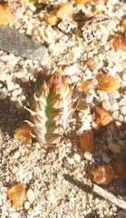 Kleinia stapeliiformis