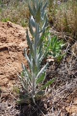 Dimorphocarpa candicans