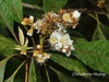 Bronze Loquat - Photo (c) Lijin Huang (紫楝), some rights reserved (CC BY-NC), uploaded by Lijin Huang (紫楝)