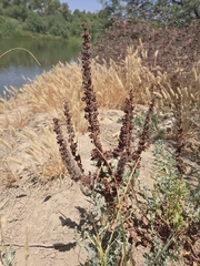 Rumex dentatus, photograph author not stated, no rights reserved