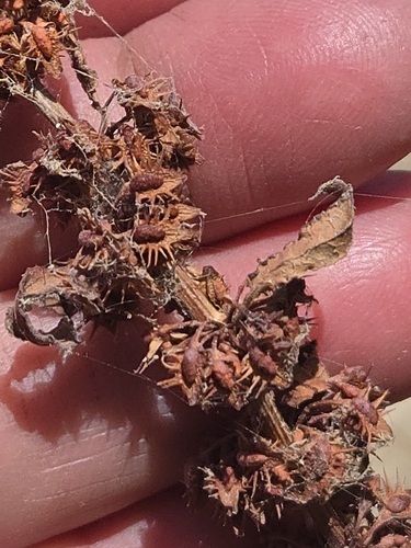 Rumex dentatus, photograph 2