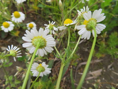 Matricaria chamomilla
