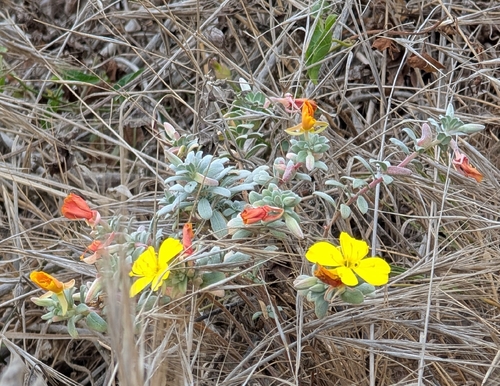iNaturalist observation photo of beach suncup