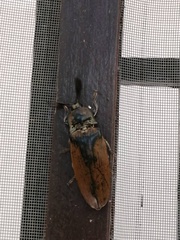 Tetralobus flabellicornis