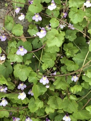 Cymbalaria muralis