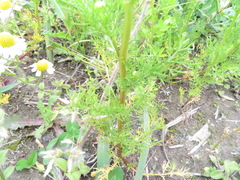 Matricaria chamomilla