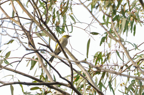 Yellow-plumed Honeyeater