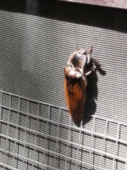 Tetralobus flabellicornis