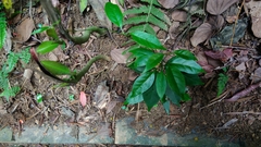 Urceola rosea