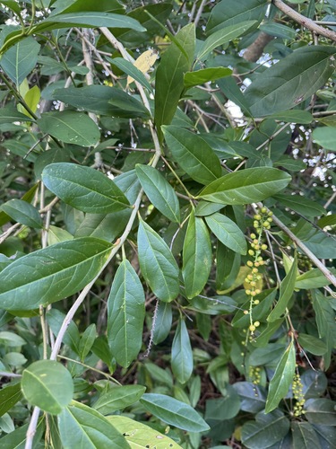 Citharexylum caudatum observed 2026-06-21