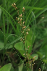 Juncus gracillimus