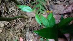 Urceola rosea