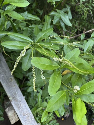 Citharexylum caudatum observed 2026-06-21