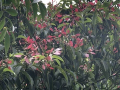 Acer sino-oblongum