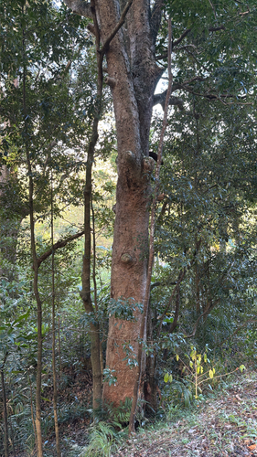 Syzygium moorei, 2026-07-11