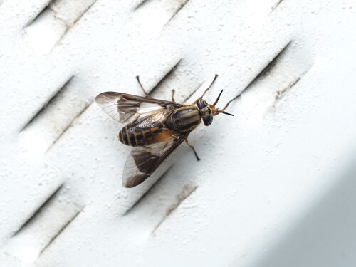 Mountain Deer Fly photo 4