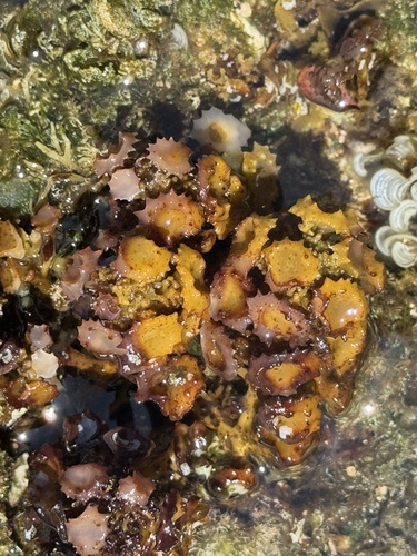 Turbinaria ornata observed 2026-06-21