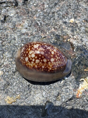 Monetaria caputserpentis observed 2026-06-21