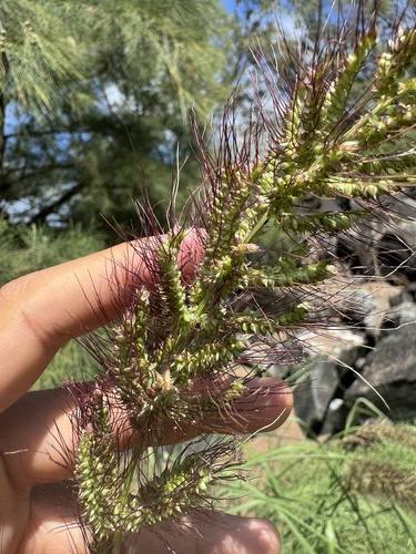 Echinochloa crus-galli observed 2026-06-21