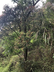 Acer sino-oblongum