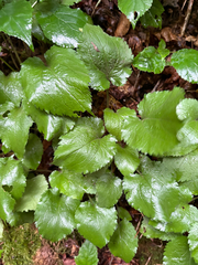 author not stated, no rights reserved Solidago sphacelata, photograph author not stated, no rights reserved