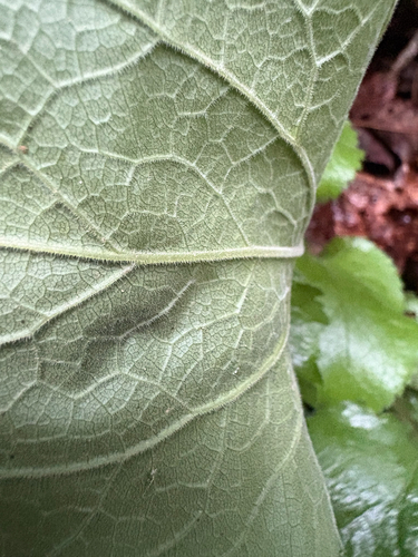 Solidago sphacelata, photograph 5