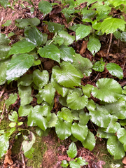 Solidago sphacelata