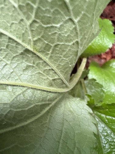 Solidago sphacelata, photograph 6