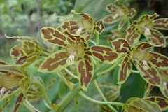 Grammatophyllum multiflorum