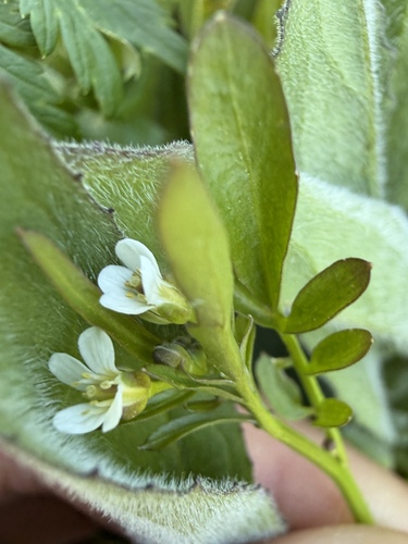 Cardamine oligosperma observed 2026-07-06