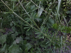 Galium aparine