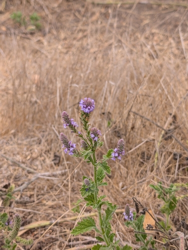 iNaturalist observation photo of western vervain