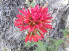 author not stated, no rights reserved Castilleja martini, photograph author not stated, no rights reserved