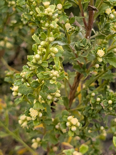 iNaturalist observation photo of coyote brush