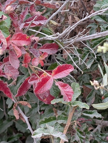 iNaturalist observation photo of Pacific poison oak