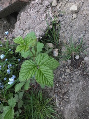 Rubus