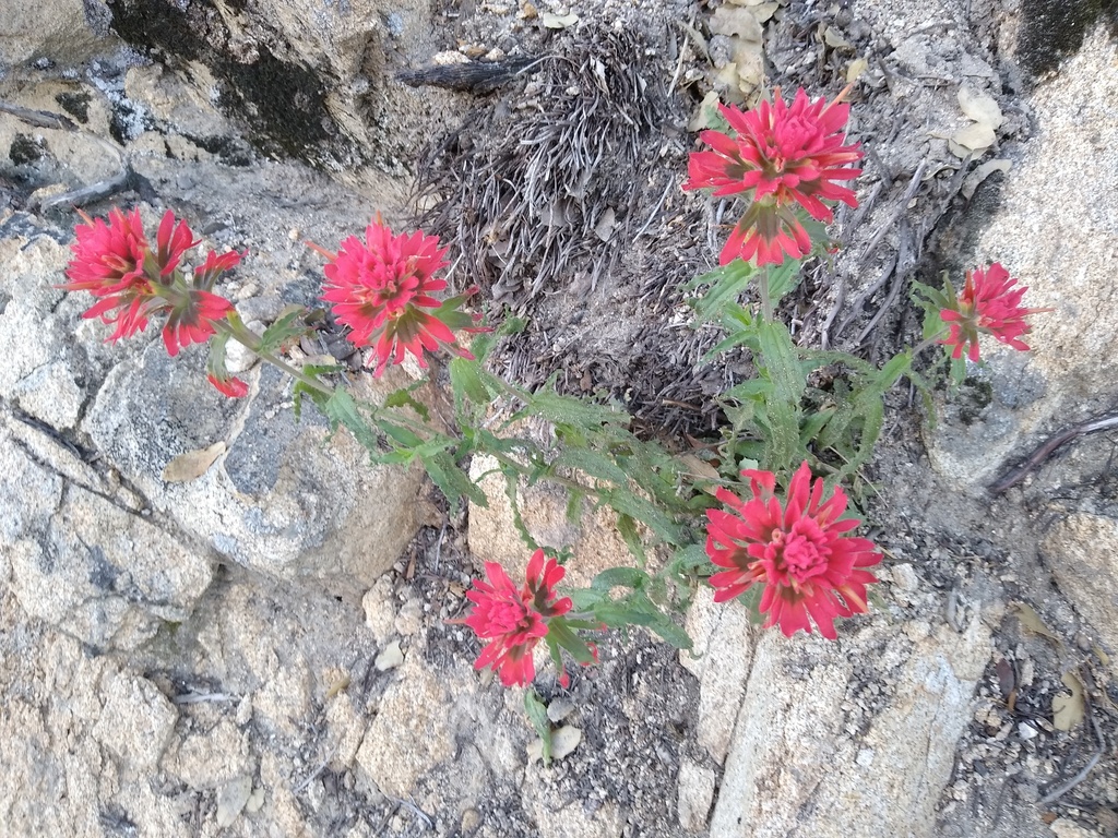 Castilleja martini; photograph author not stated, no rights reserved