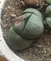 Pleiospilos