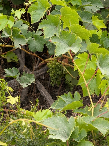iNaturalist observation photo of desert wild grape